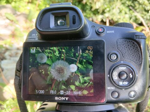 Camera toont beeld van paardenbloemen op display, met scherpstelinstellingen zichtbaar.