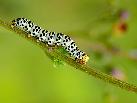 Rups met zwart-wit patroon op een groene tak tegen een wazige groene achtergrond.