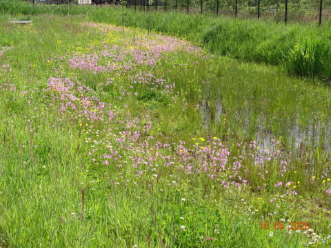 Bloemenveld met roze en gele bloemen langs een vijver, omringd door gras, onder een zonnige hemel.