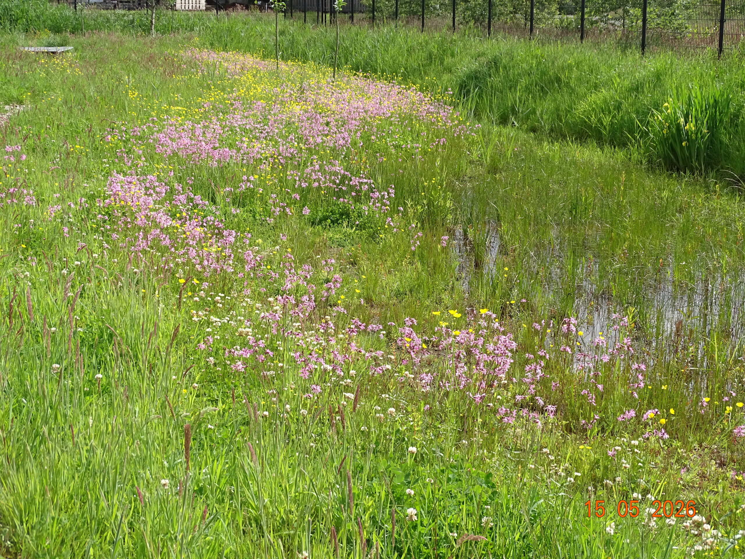 Bloemenveld met roze en gele bloemen langs een vijver, omringd door gras, onder een zonnige hemel.