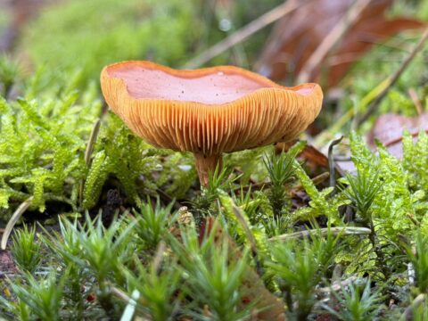 Oranje paddenstoel groeit tussen frisgroen gras en mos.
