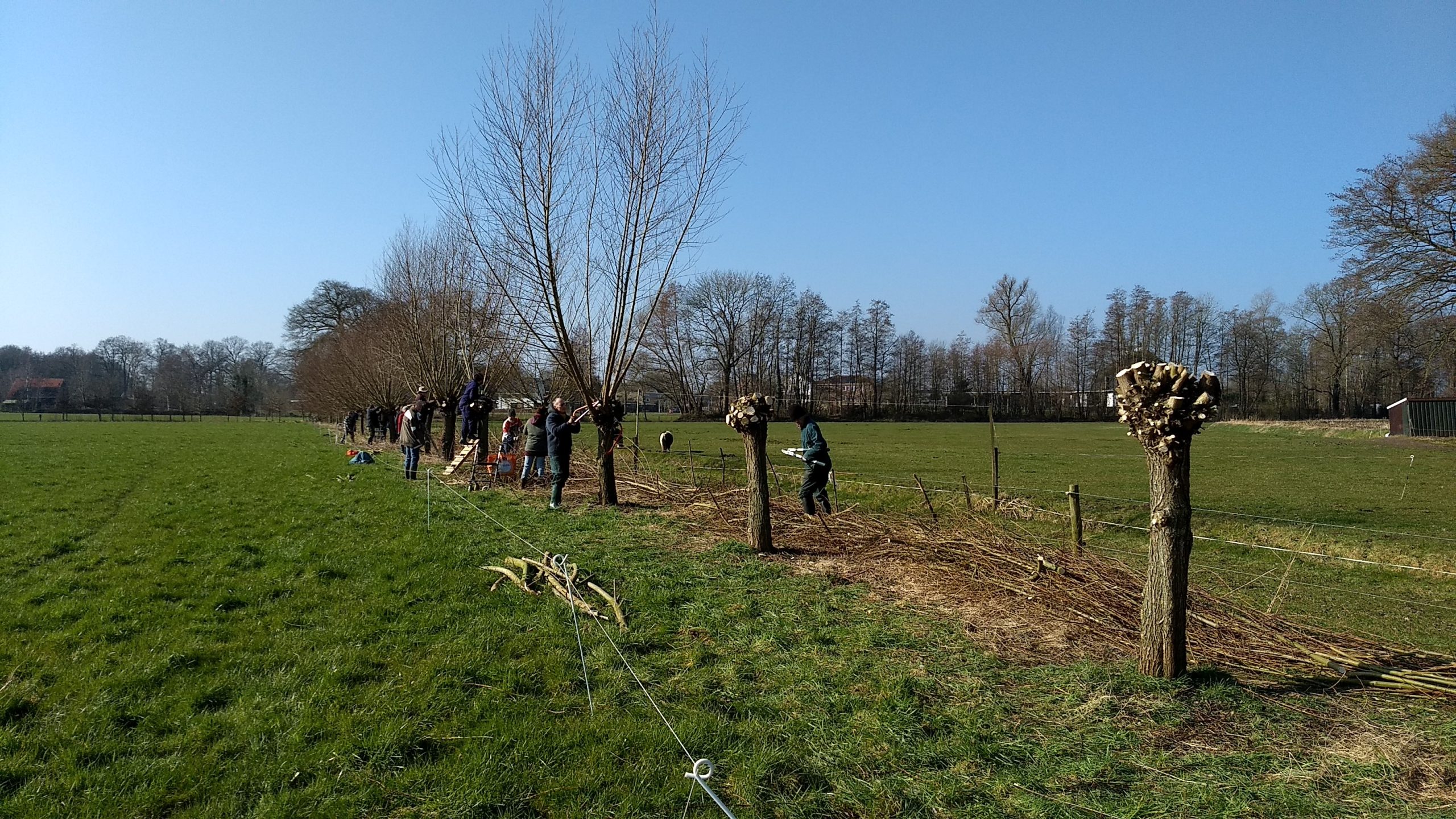 Mensen knotten wilgen langs een groen veld onder een heldere blauwe lucht.