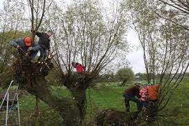Mensen snoeien bomen in een groen, landelijk gebied met behulp van ladders.
