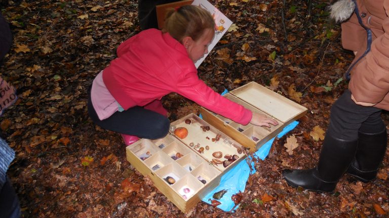 Kind sorteert herfstbladeren en zaden in een houten kist in het bos.