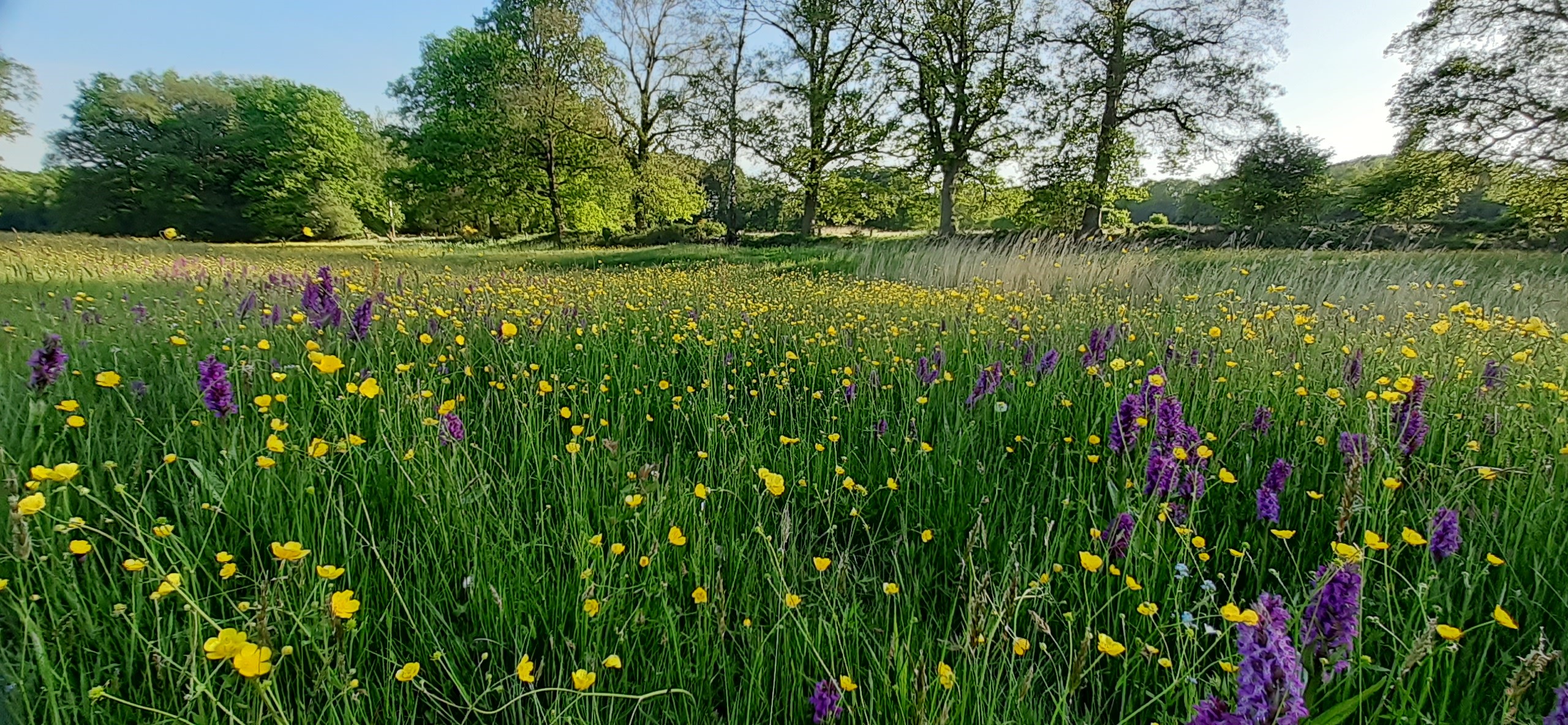 Bloemenveld met gele boterbloemen en paarse bloemen, omringd door groene bomen en helderblauwe lucht.