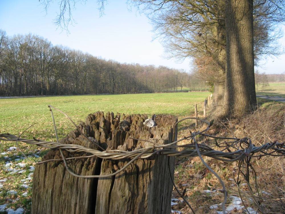 Houten paal met prikkeldraad in een groen veld, omgeven door bomen onder een blauwe hemel.