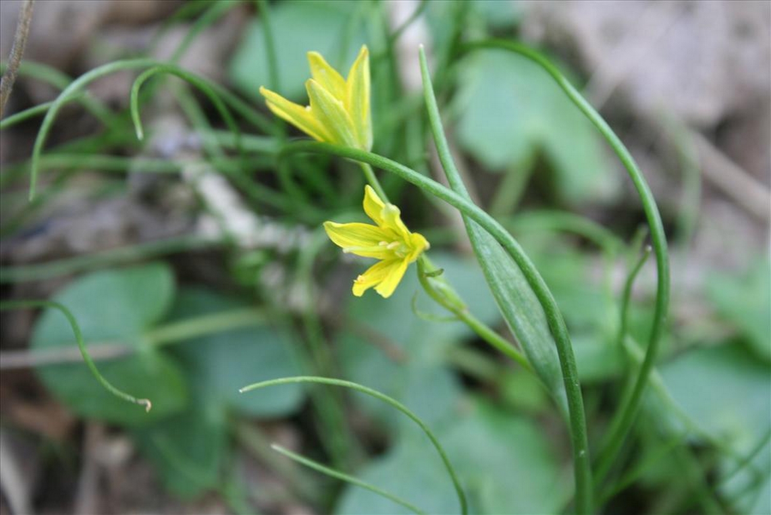 Twee gele bloemen aan een dunne groene stengel, met achtergrond van groen blad.