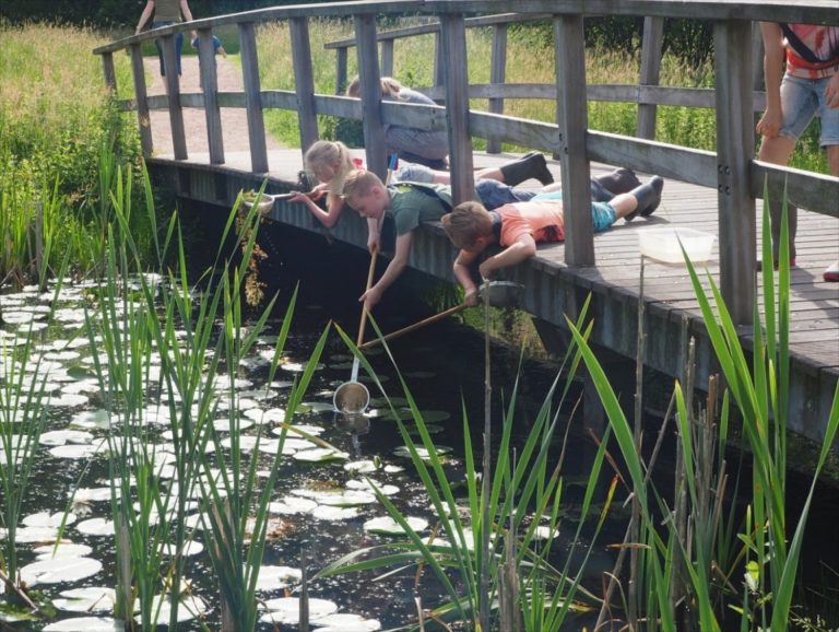 Kinderen scheppen water uit een vijver vanaf een houten brug. Waterplanten en lelies drijven op het water.