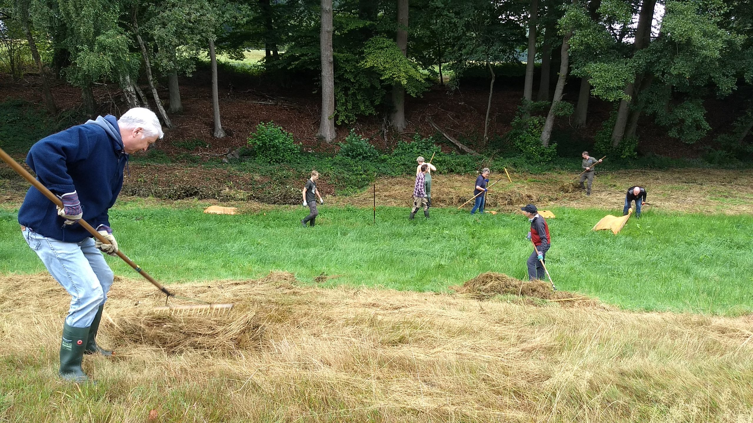 Mensen harken gras op een veld nabij een bosrand.