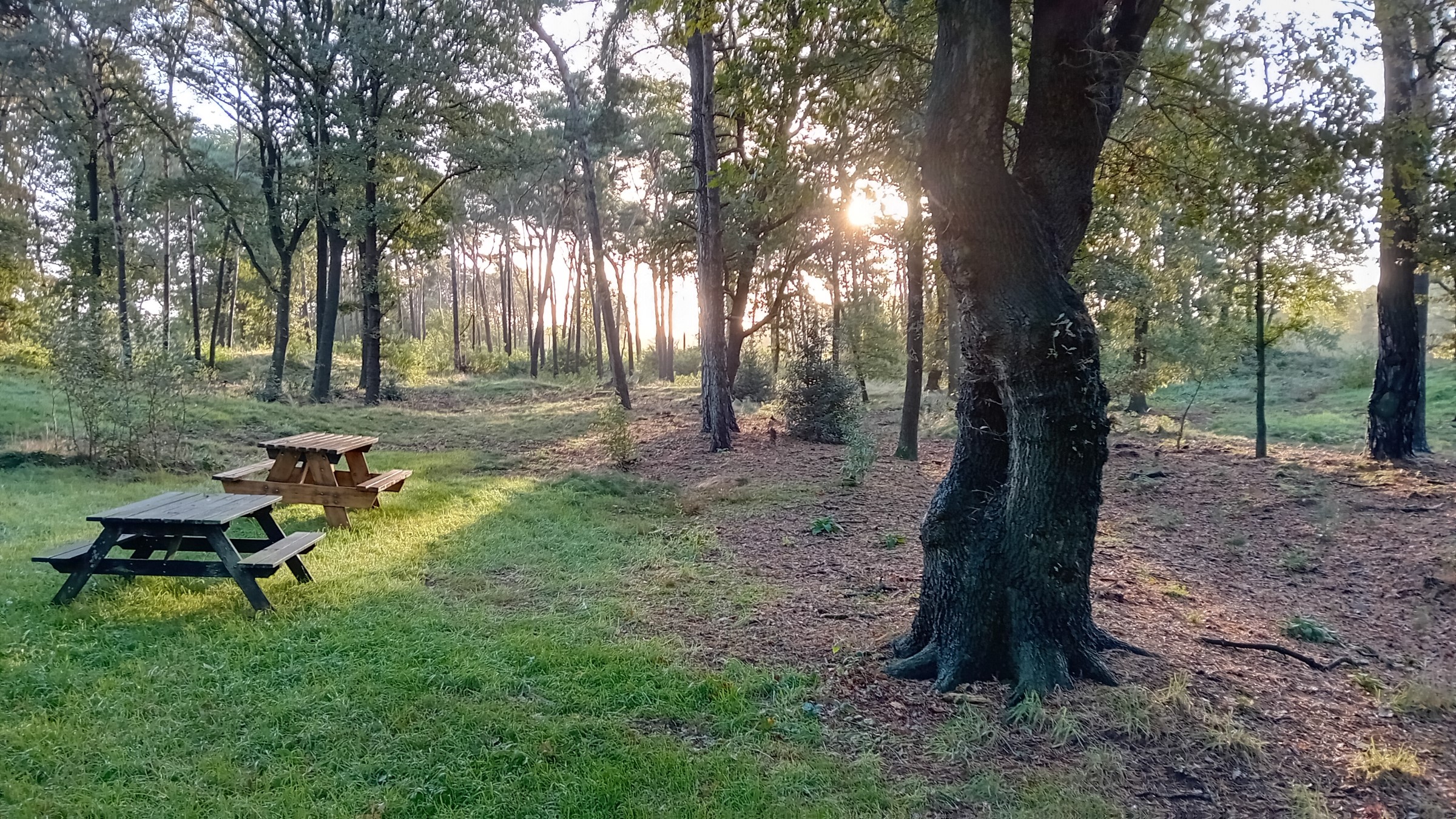Open bos met twee picknicktafels op gras, zonlicht schijnt door de bomen.