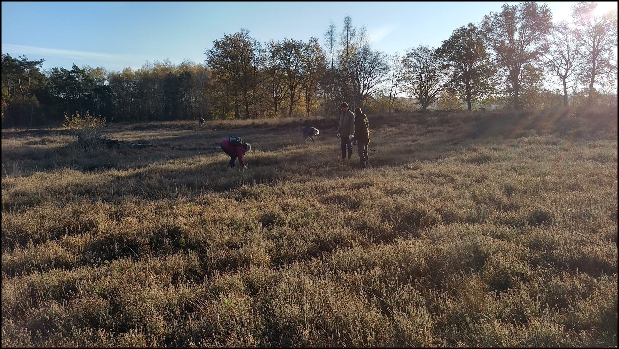 Mensen plukken planten in een zonovergoten, open veld omringd door bomen.