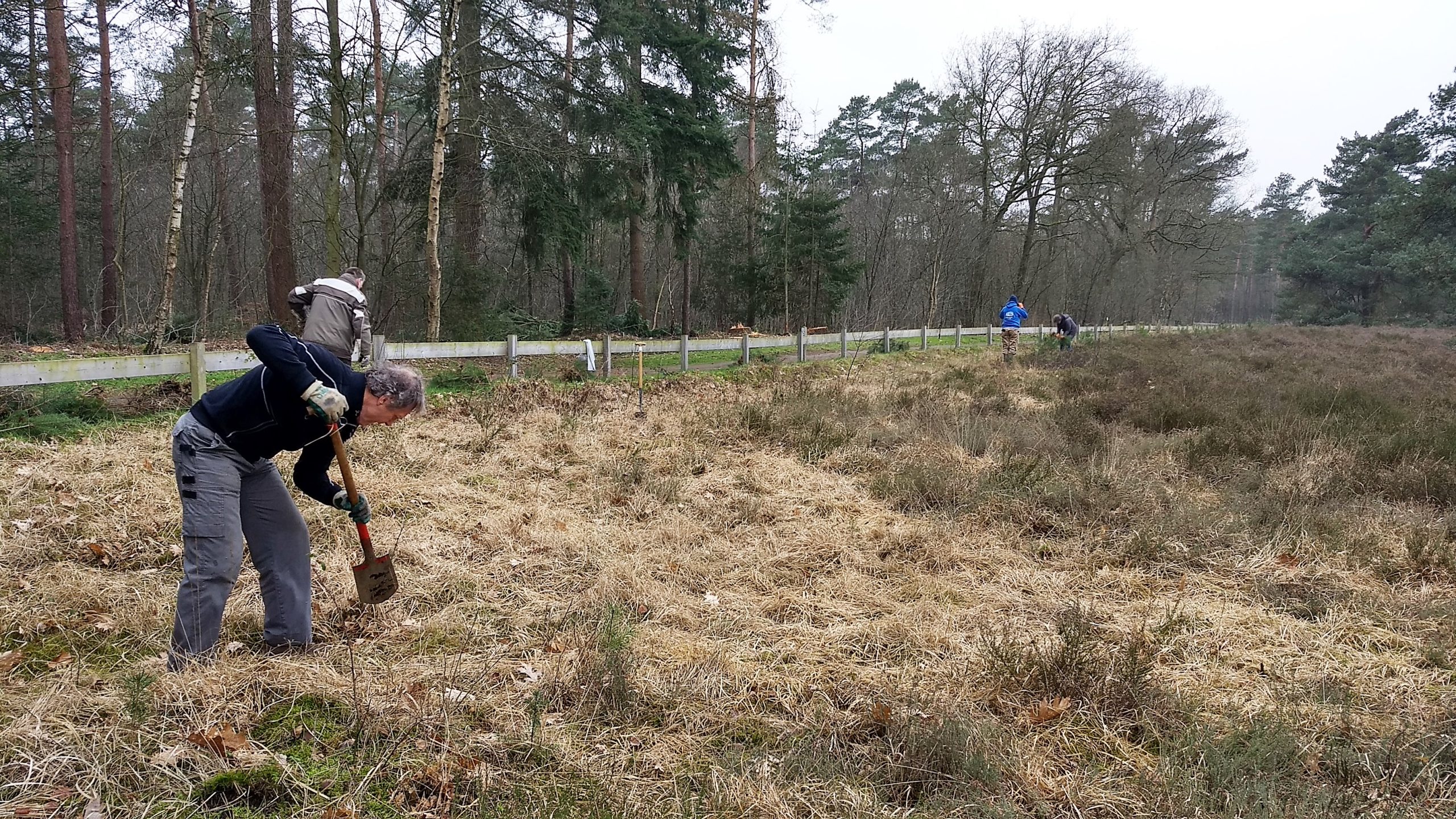 Mensen werken in een bos met schoppen om grasland te onderhouden, omgeven door bomen en heide.
