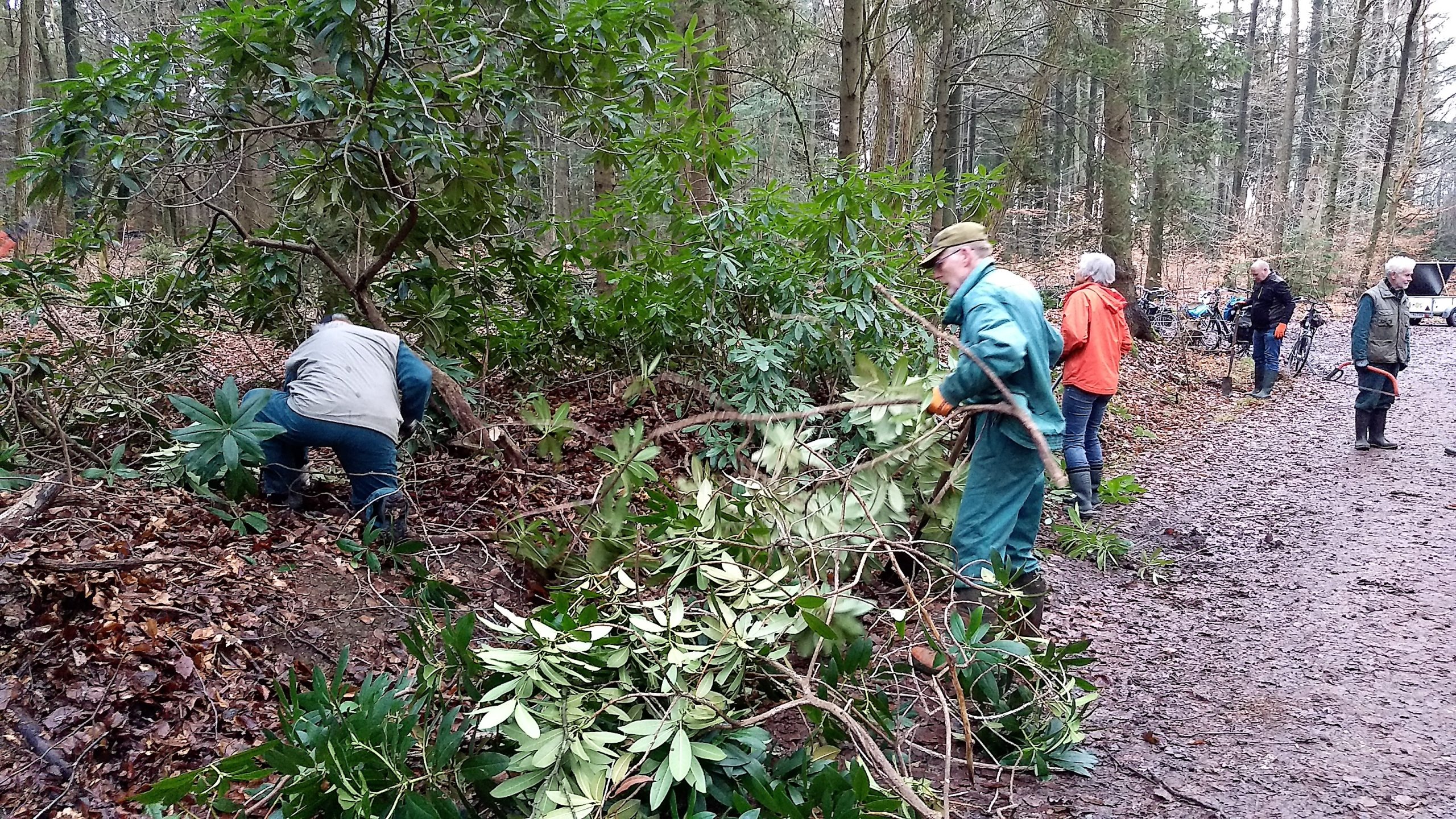 Vrijwilligers verwijderen struiken in een bos, omringd door bomen en modderige paden.