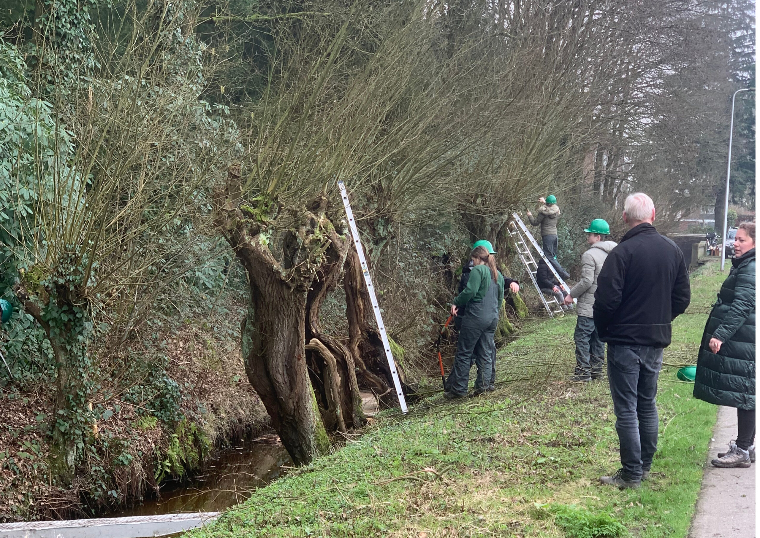 Mensen snoeien bomen langs een sloot met ladders en gereedschap.