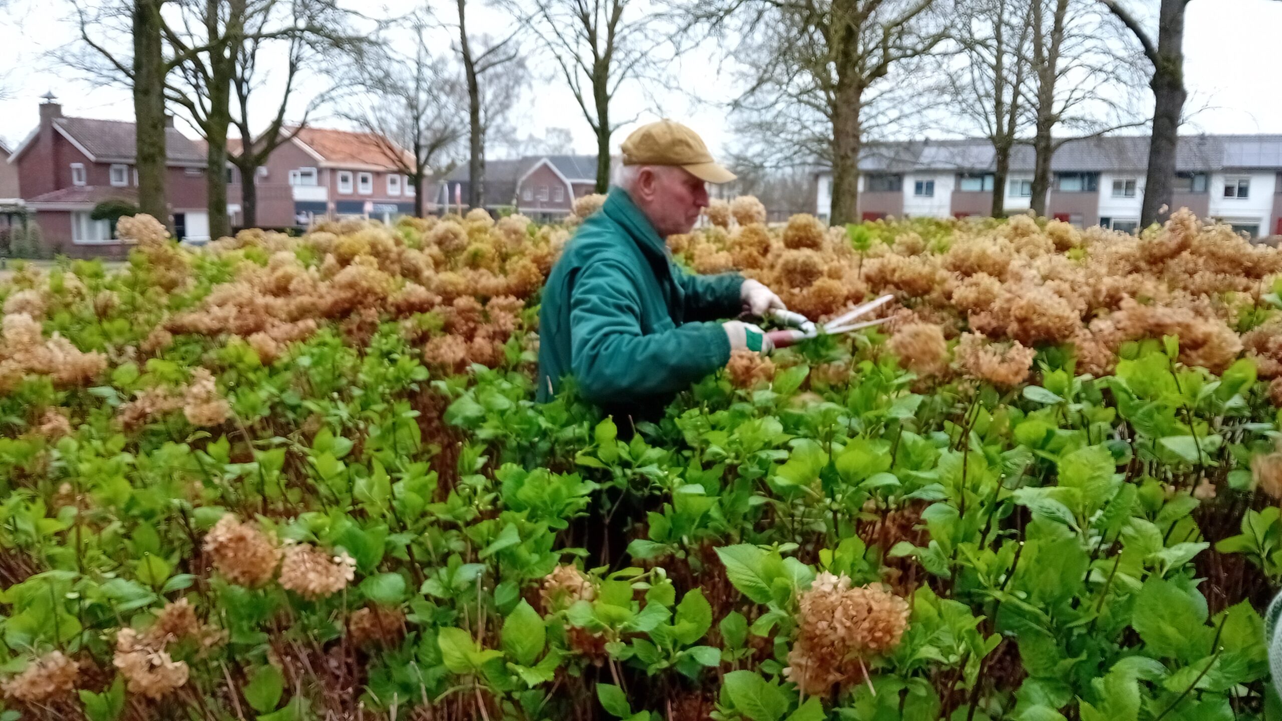 Een man snoeit bruine hortensia's in een tuin, omringd door huizen en bomen.