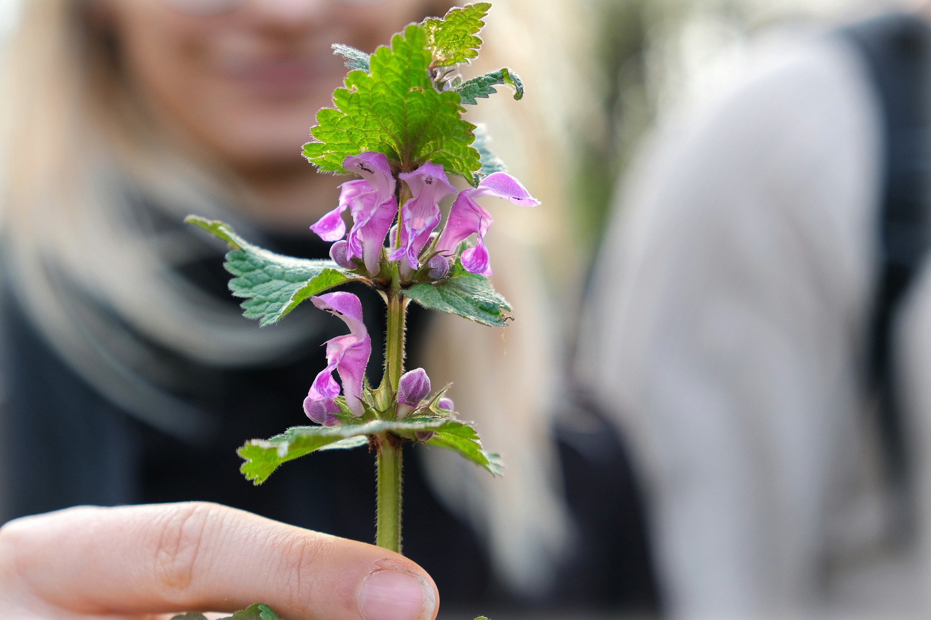 Vrouw houdt een bloeiende plant met paarse bloemen en groene bladeren vast.