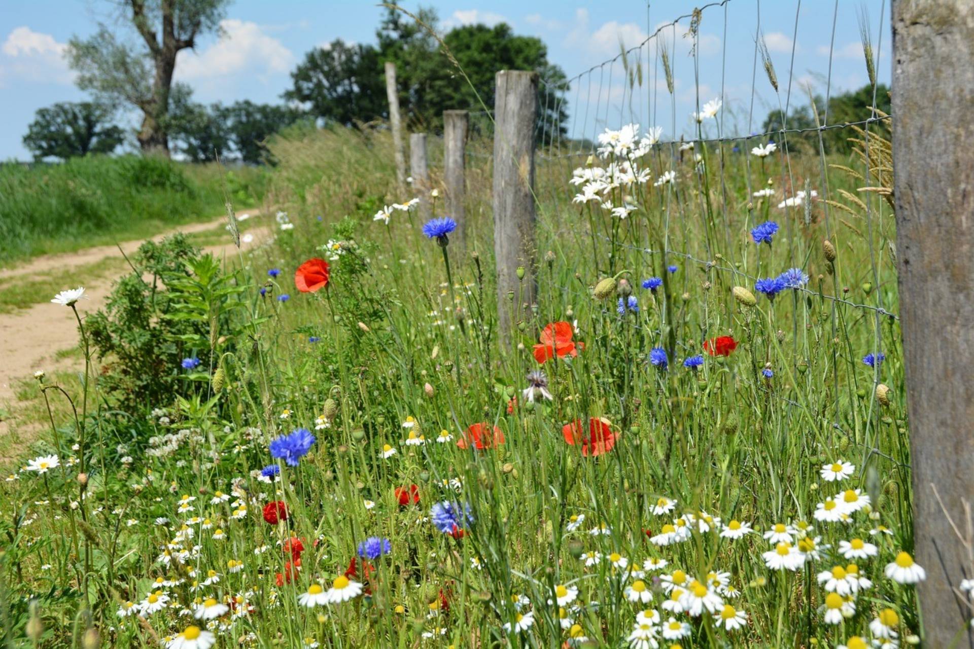 Wilde bloemen langs een pad met een houten hek, onder een blauwe lucht.