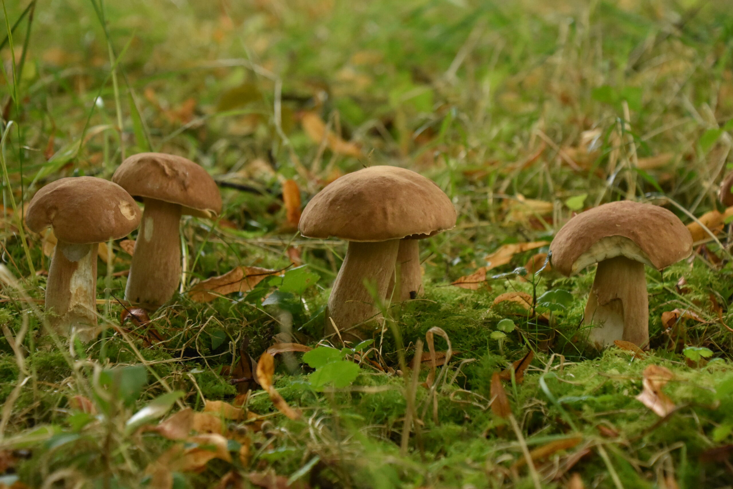 Vier bruine paddenstoelen groeien in een groen mosrijke omgeving.