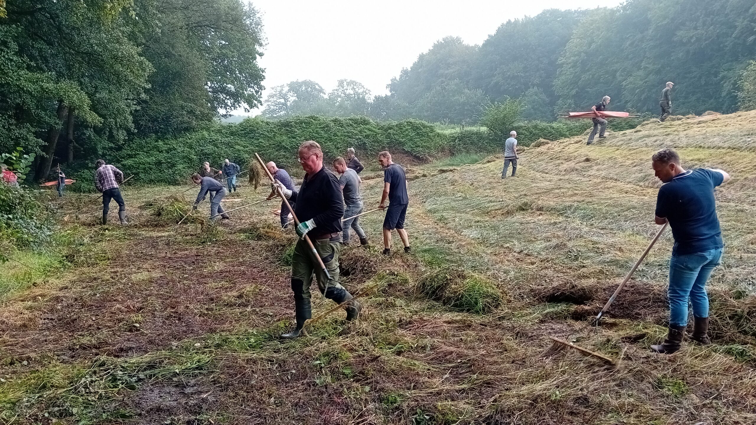 Mensen harken gras op een open veld, omringd door bomen, in een landelijke omgeving.