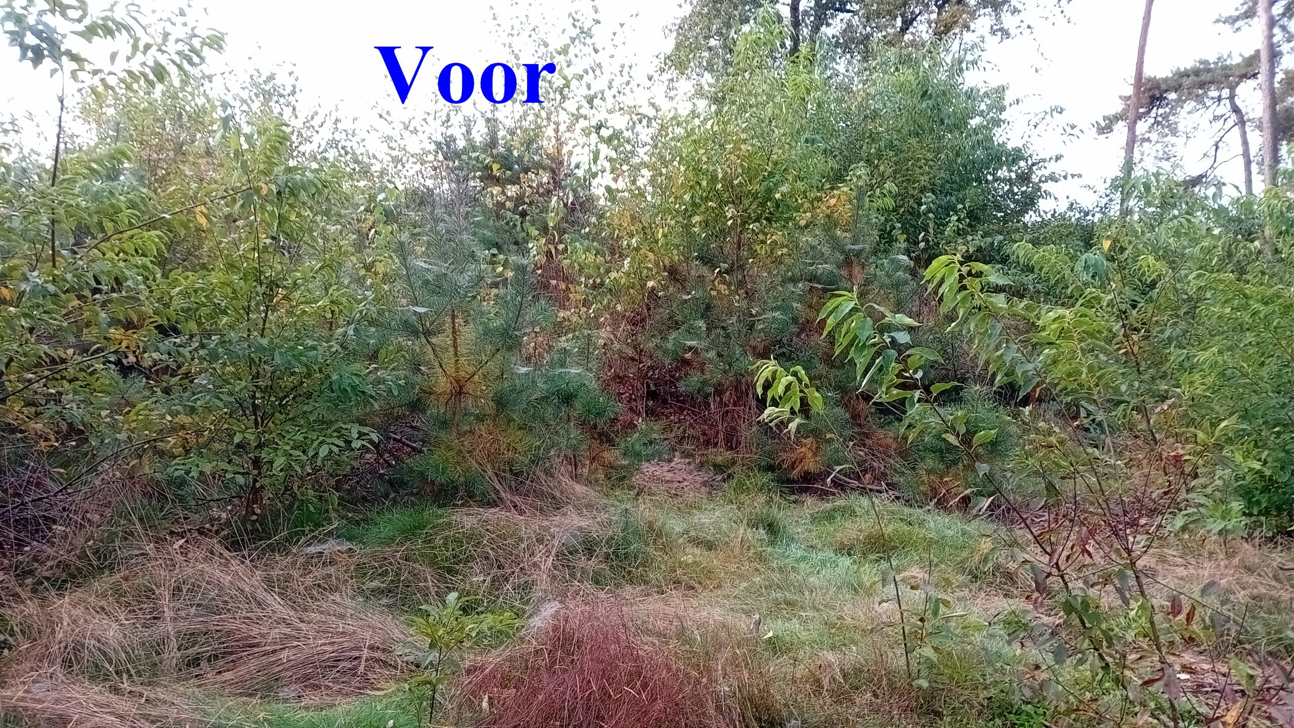 Dichtbegroeide struiken en gras in bosgebied met "Voor" in blauwe tekst erboven.