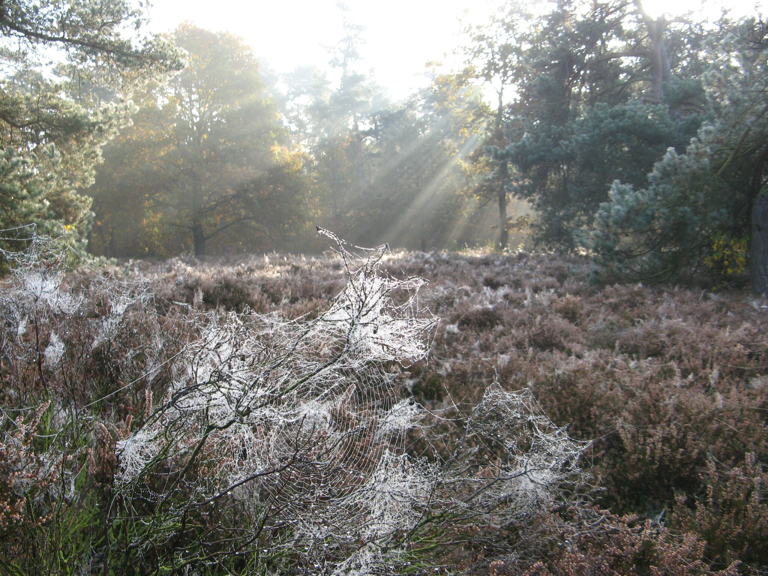 Spinrag met dauwdruppels op struiken in een bos, verlicht door zonnestralen.