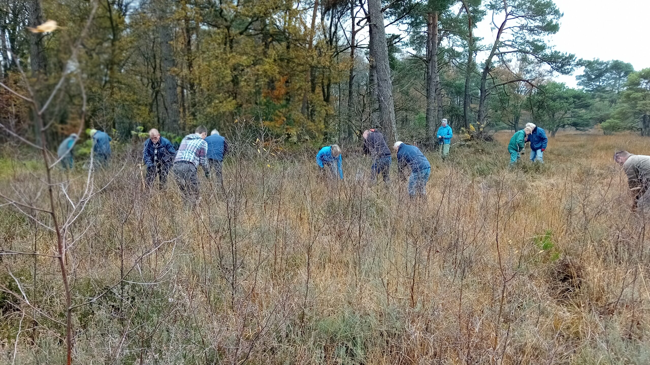 Mensen werken in een bosrijke omgeving met gras en bomen; ze lijken vrijwillig bezig te zijn.