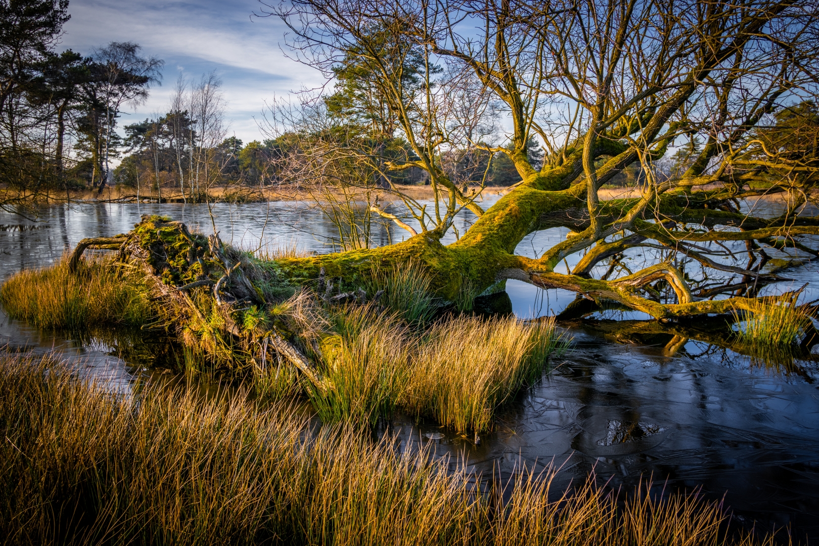 Boomstam bedekt met mos liggend in een bevroren vijver omgeven door riet, op een heldere dag.