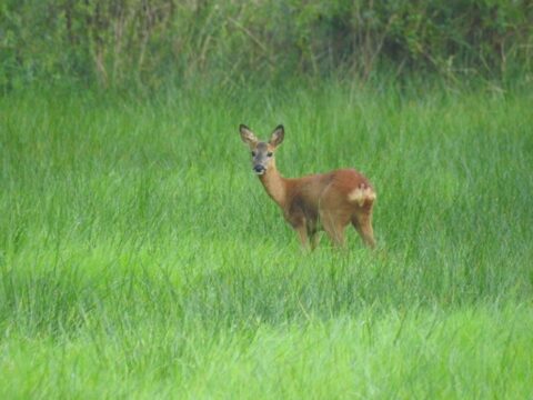 Hert staat alert in een weelderig, groen grasveld met achtergrond van bomen.