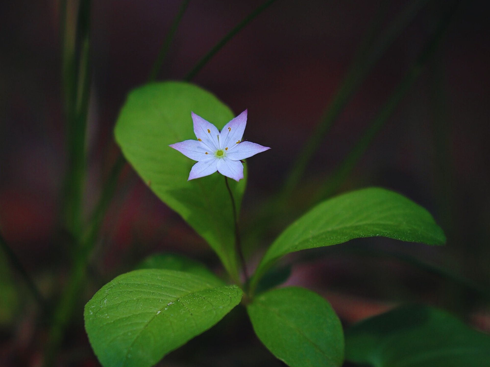 Paarse bloem met zes bloemblaadjes en groene bladeren tegen een donkere achtergrond.