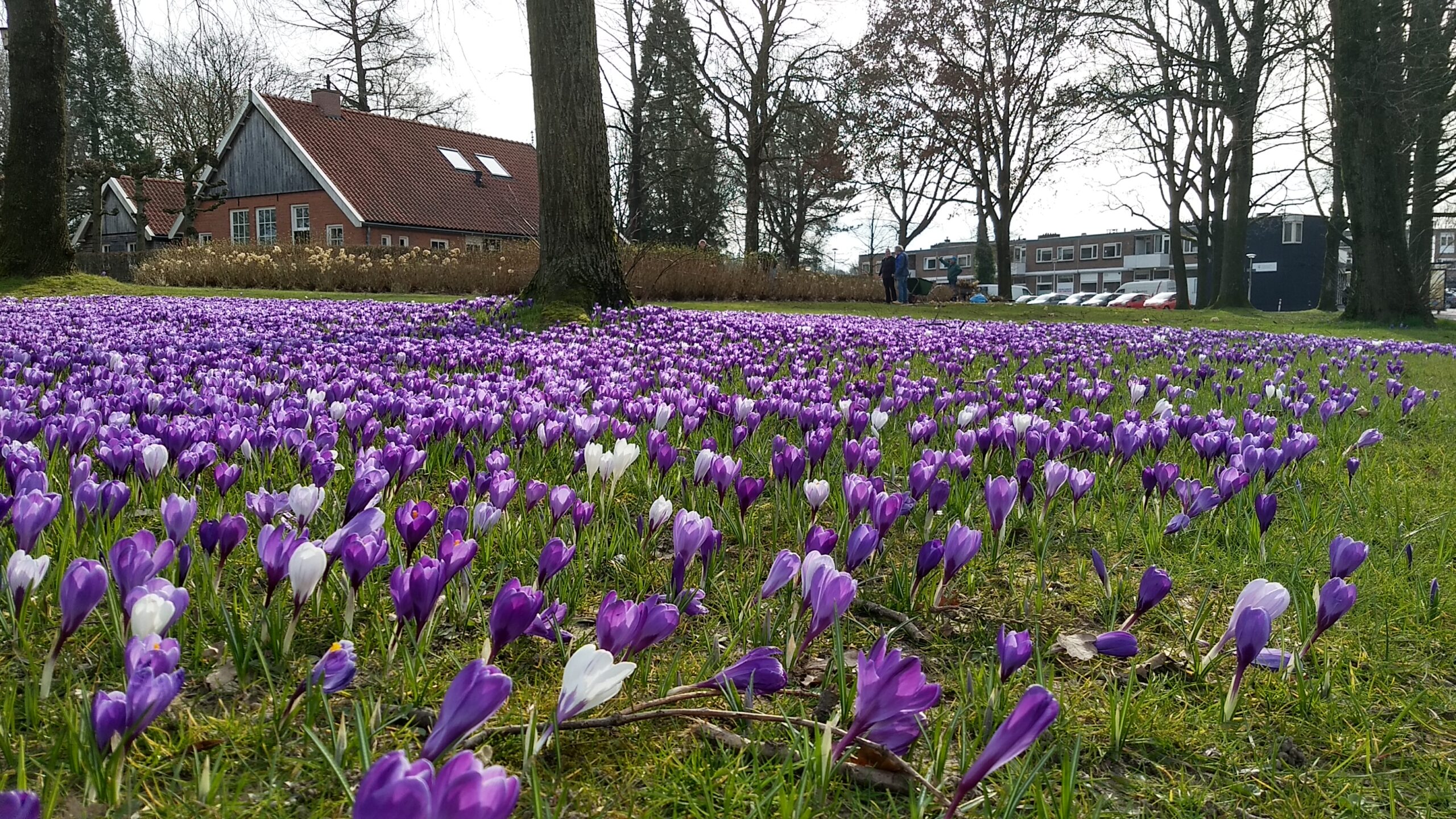 Veld met paarse en witte krokussen, nabij huizen en bomen op een zonnige dag.
