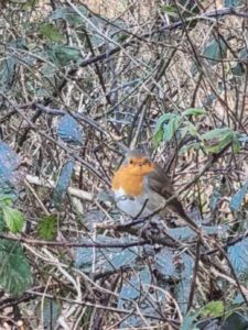 Roodborstje in braam