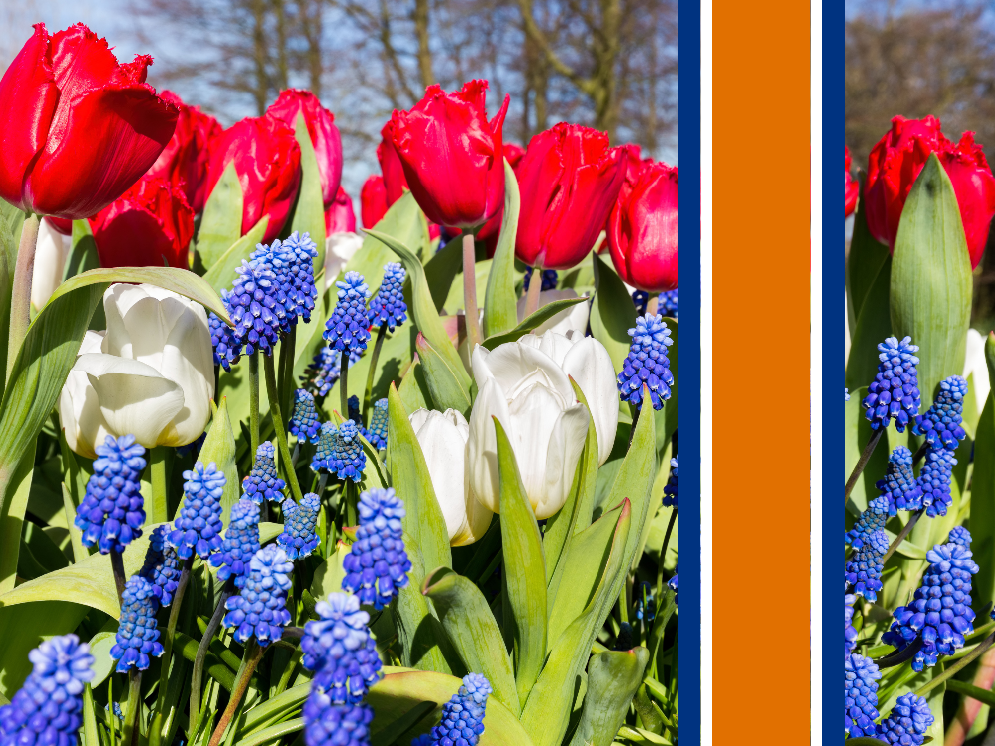 Rode en witte tulpen met blauwe druifjes, naast verticale oranje en blauwe streep.