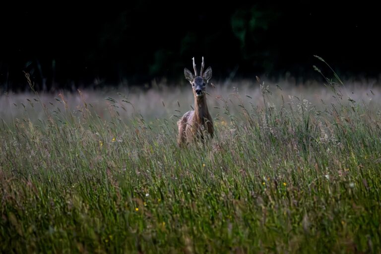 Hert in hoog gras bij schemering, gedeeltelijk verborgen, kijkt recht vooruit.