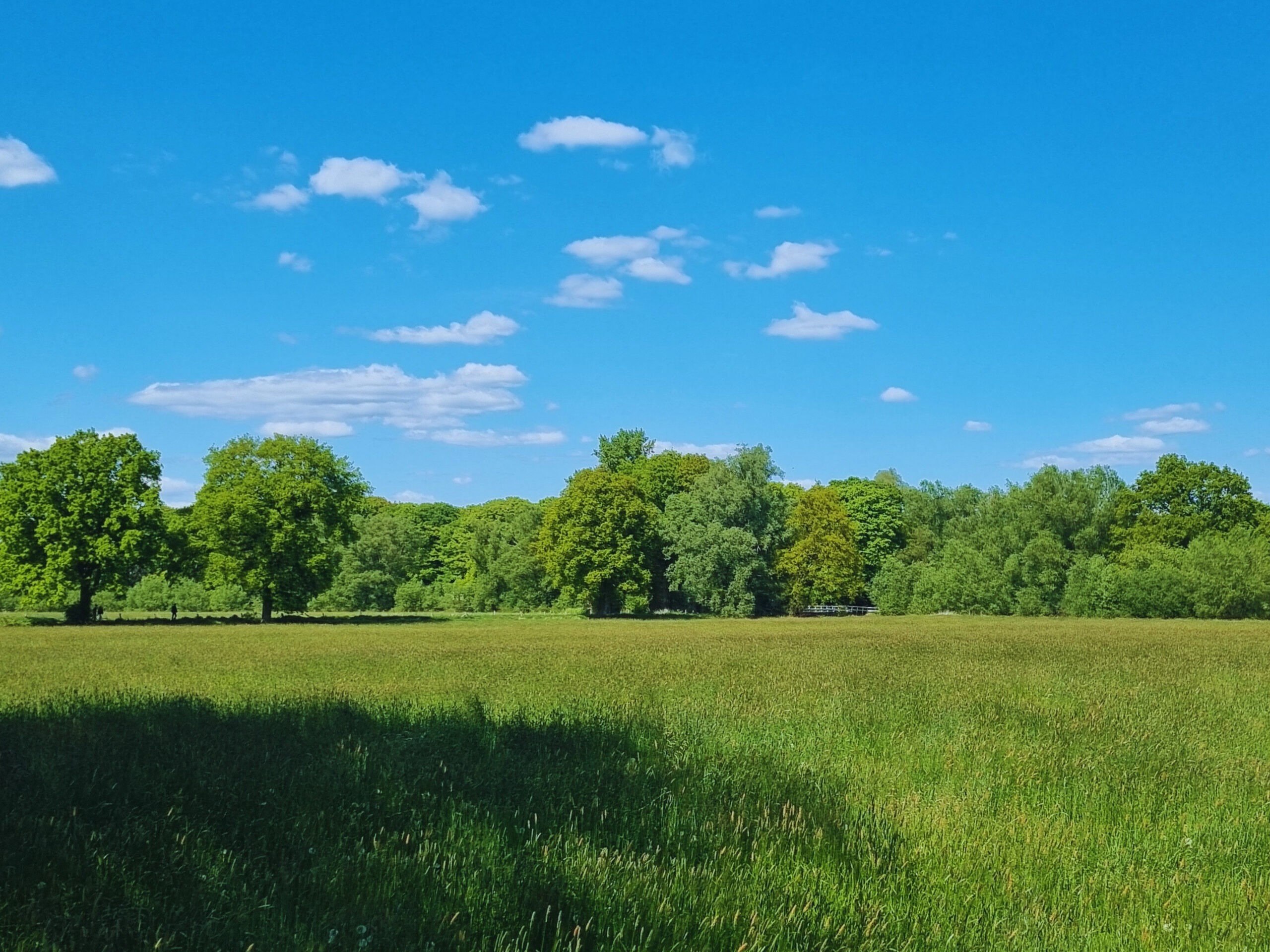Groen grasveld met verspreide bomen tegen een heldere blauwe lucht met enkele wolken.