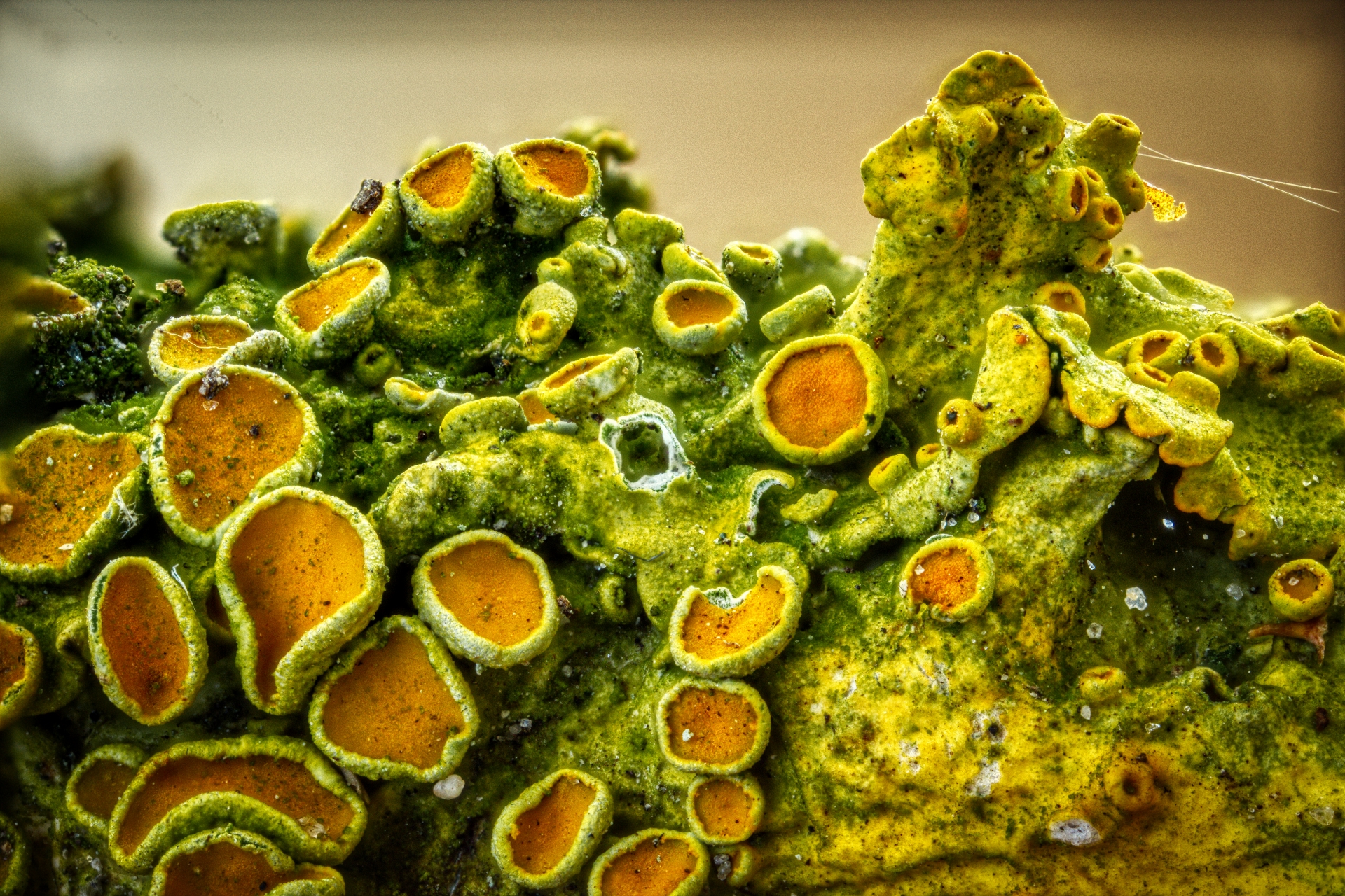 Close-up van kleurrijke korstmos met groene en oranje structuren en ronde vormen.