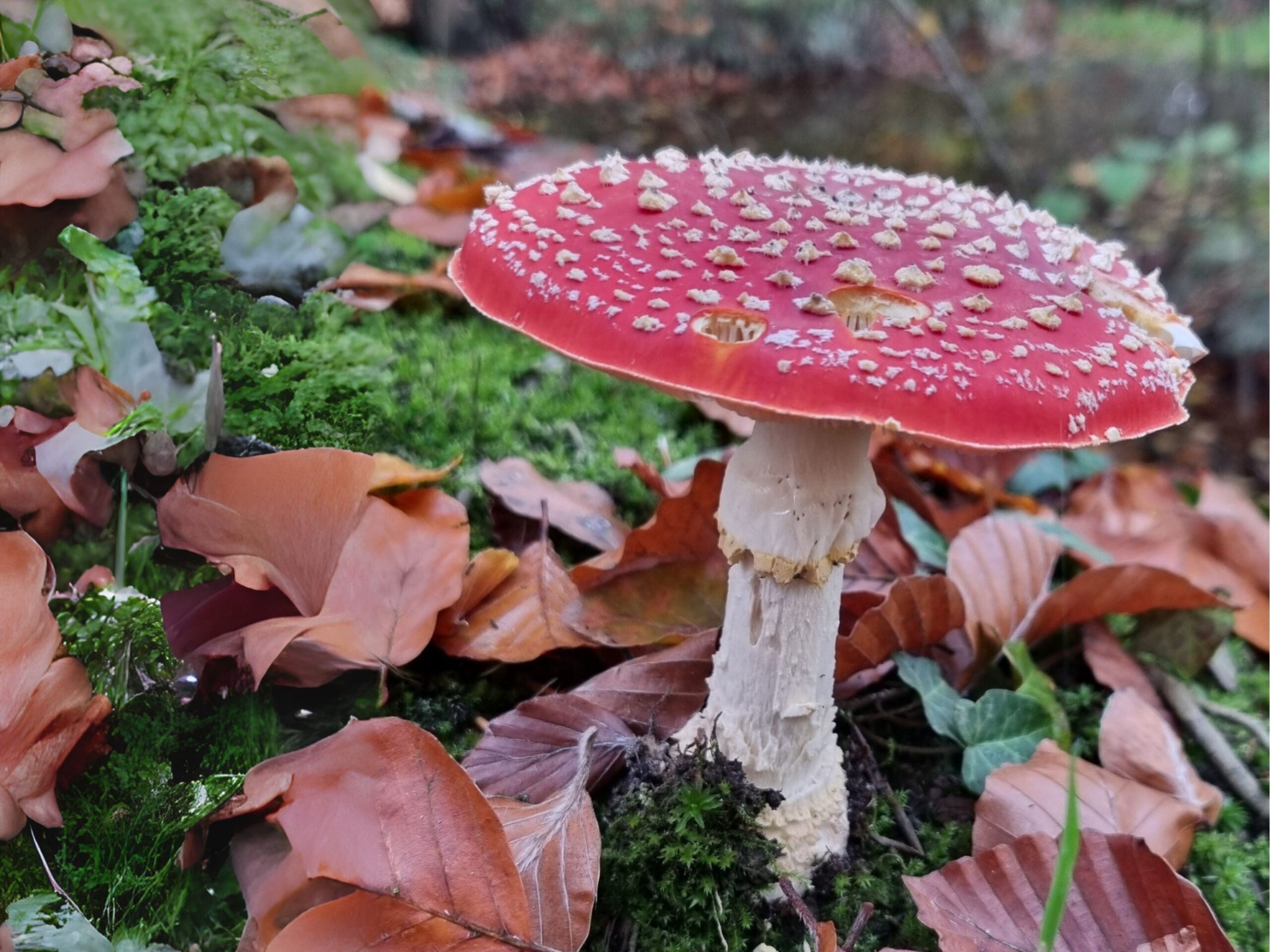 Rode paddenstoel met witte stippen, omringd door bruine bladeren en groen mos.