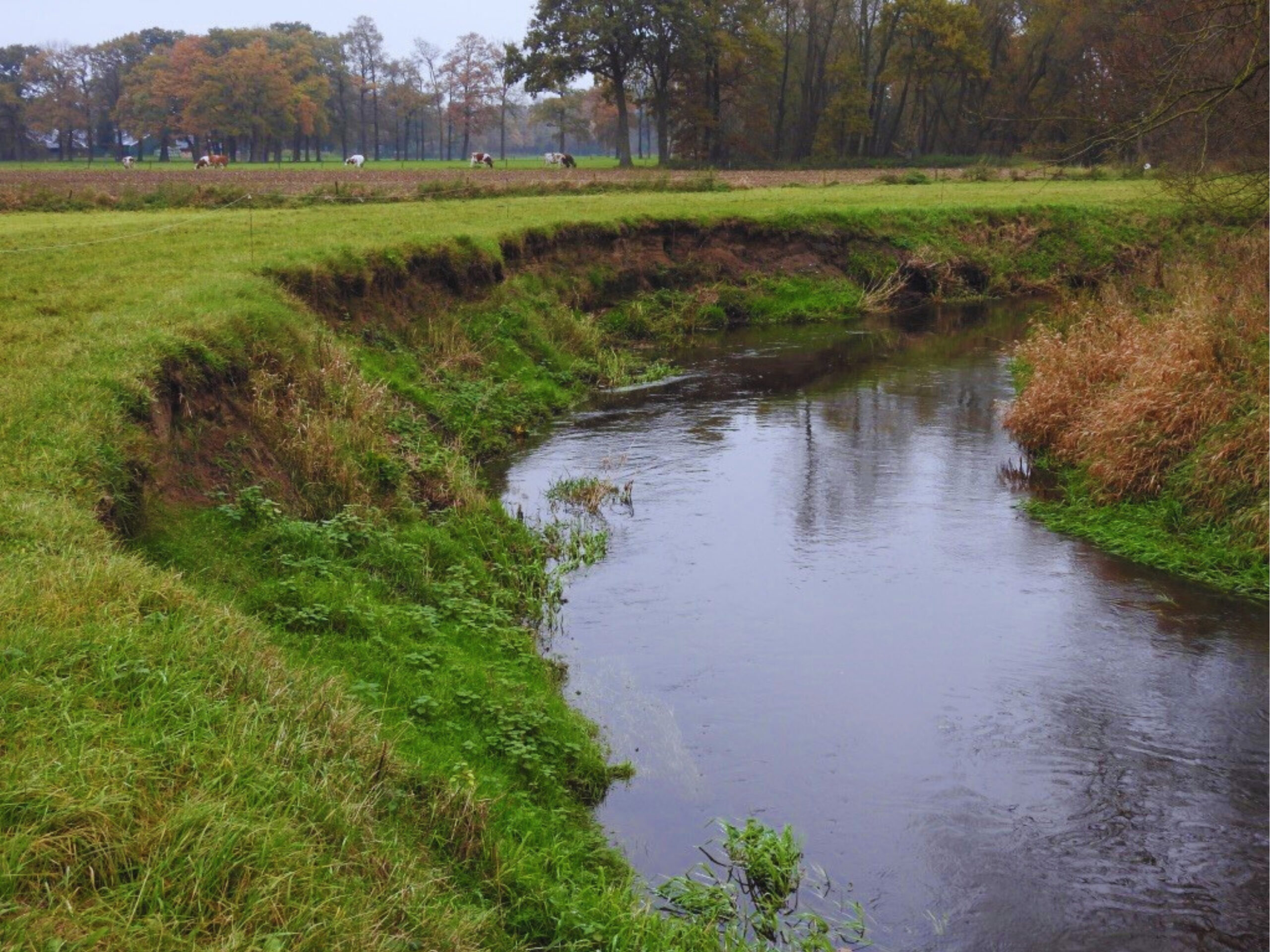 Een kronkelende beek omgeven door gras, met koeien op de achtergrond en bomen in herfstkleuren.