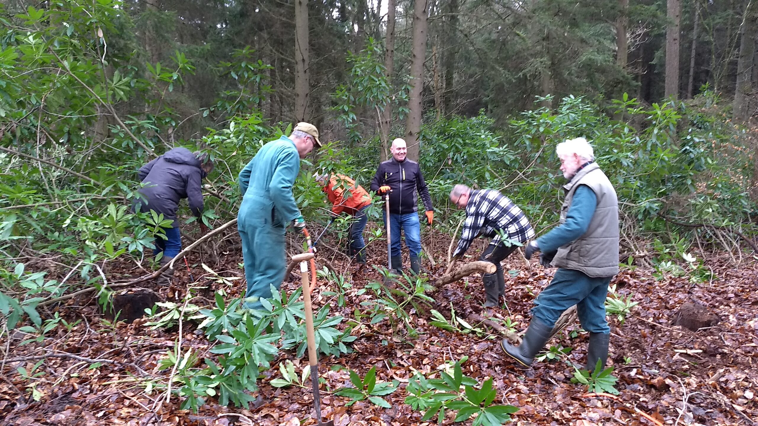 Mensen verwijderen struiken in een bosrijke omgeving voor natuurbeheer.