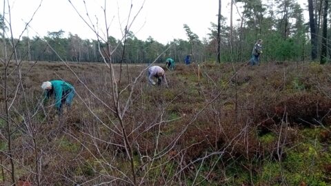 Mensen wieden heide op een bosachtige heidevlakte onder een bewolkte lucht.