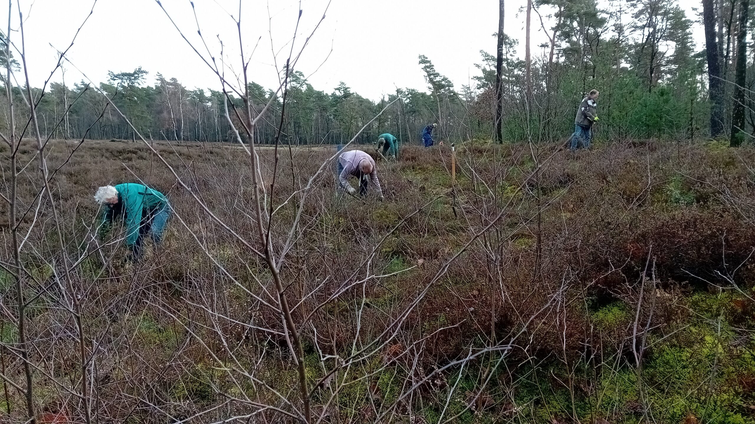 Mensen wieden heide op een bosachtige heidevlakte onder een bewolkte lucht.