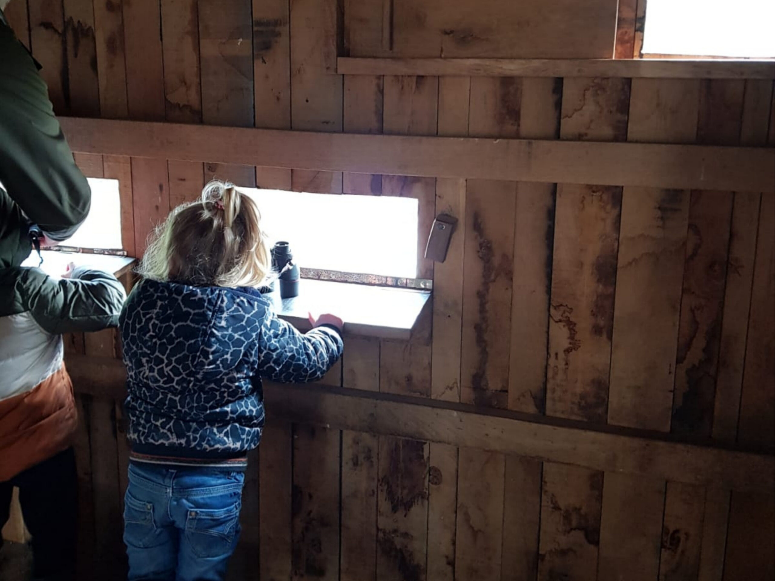 Kind kijkt door een kijkgat in een houten vogelkijkhut met een verrekijker.