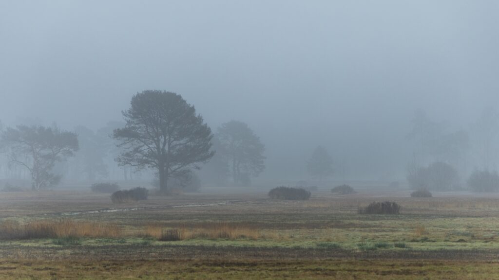 Mistig landschap met kale bomen verspreid over een veld. Atmosferische en rustige sfeer.