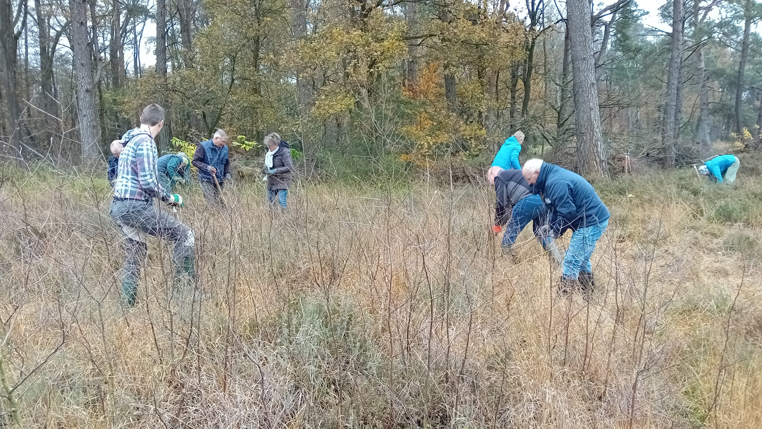 Mensen ruimen struiken op in een bosrijke omgeving op een herfstdag.