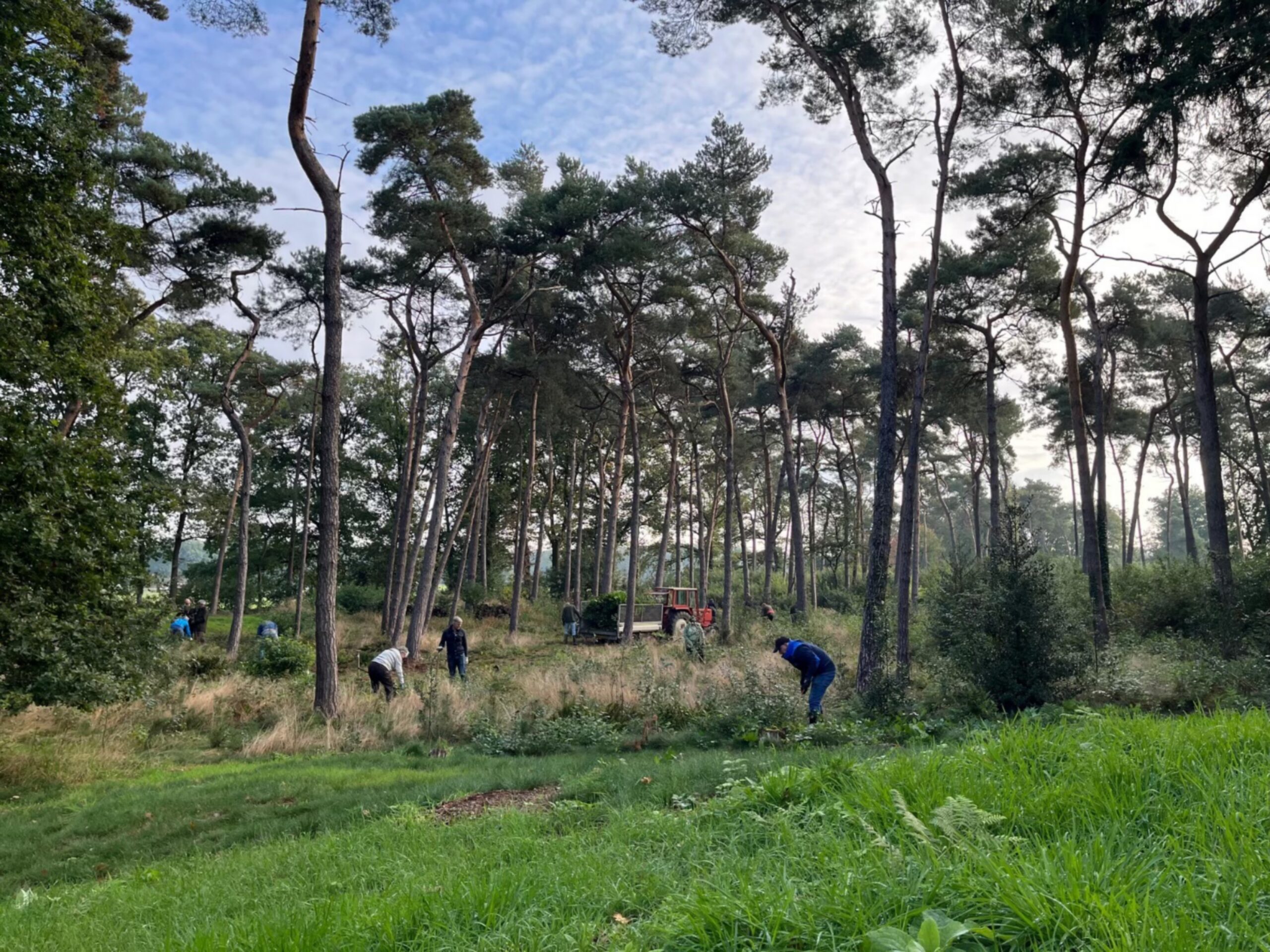 Mensen werken in een bosrijk gebied met hoge bomen en een tractor op de achtergrond.