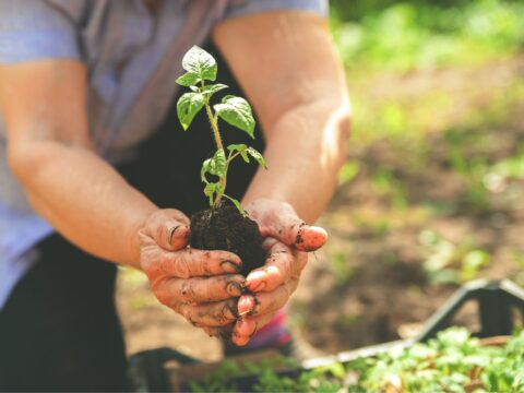 Handen planten een zaailing in de tuin.
