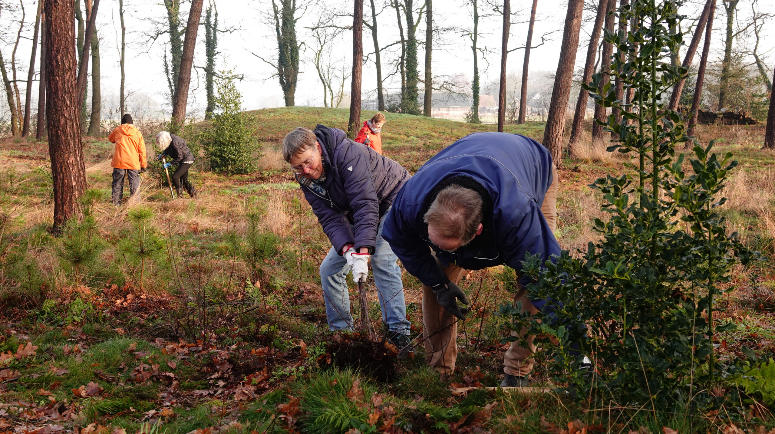 Mensen werken in een bos, ze verwijderen planten van de bosgrond.