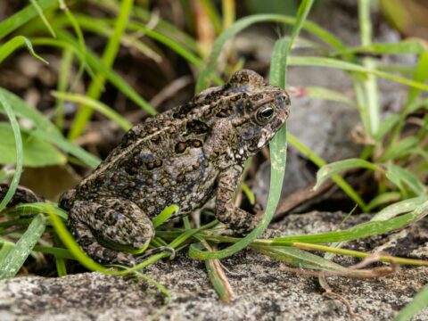 Bruine pad tussen groen gras en stenen in een natuurlijke omgeving.