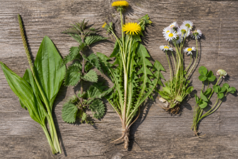 Vijf wilde planten op houten achtergrond, inclusief paardebloem en madeliefjes.