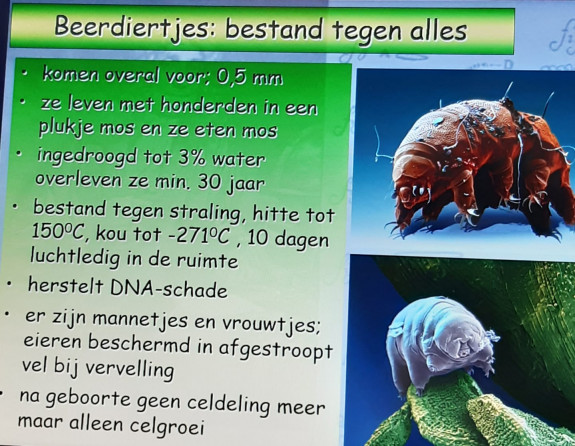 Kleine diertjes3