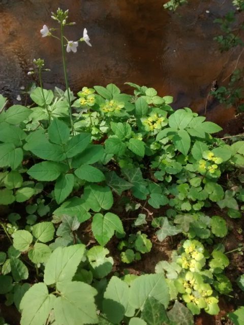 oa17042016 004